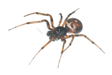 tangle-web spider isolated on white background