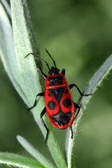 Feuerrot!