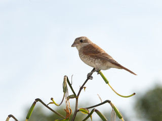Bird on lily