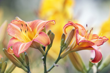 Day lily buds