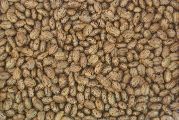 Castor oil plant, Ricinus communis, seeds