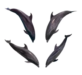 Abwaschbare Fototapete Delfine Delphinsammlung isoliert auf weißem Hintergrund