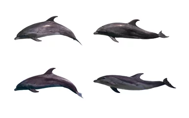 Foto op Plexiglas Dolfijnen Dolfijn geïsoleerd op witte achtergrond