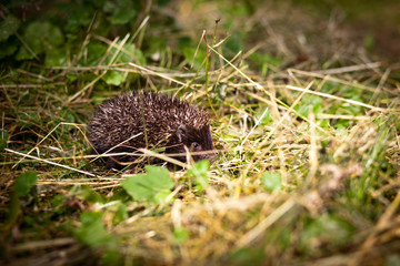 Baby European Hedgehog (Erinaceus europaeus) sniffing in grass,