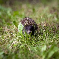 Baby European Hedgehog (Erinaceus europaeus) sniffing in grass,