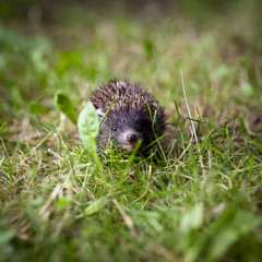 Baby European Hedgehog (Erinaceus europaeus) sniffing in grass,