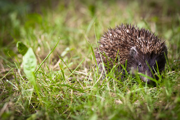 Baby European Hedgehog (Erinaceus europaeus) sniffing in grass,