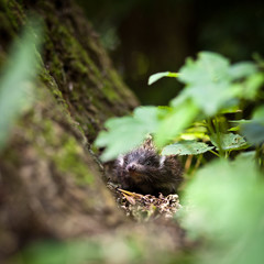Baby European Hedgehog (Erinaceus europaeus) sniffing in grass,