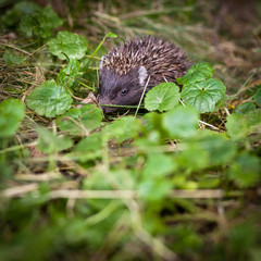 Baby European Hedgehog (Erinaceus europaeus) sniffing in grass,