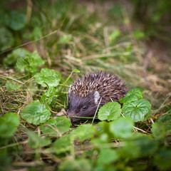 Baby European Hedgehog (Erinaceus europaeus) sniffing in grass,