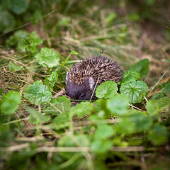 Baby European Hedgehog (Erinaceus europaeus) sniffing in grass,