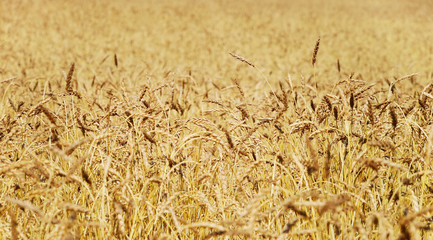 Wheat field