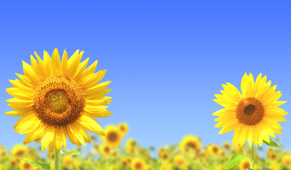 Fototapeta premium Sunflowers
