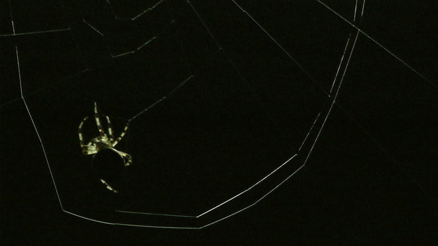 spider work