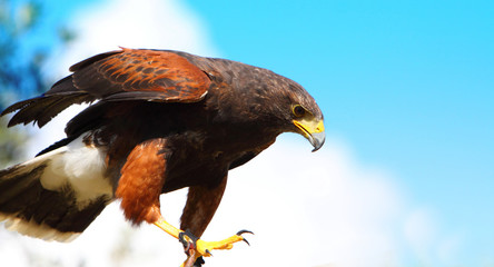 Harris Hawk