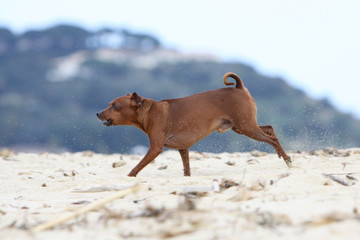 pinscher qui court en aboyant