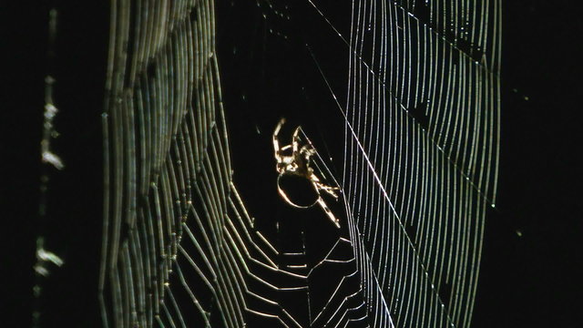 spider work. time lapse