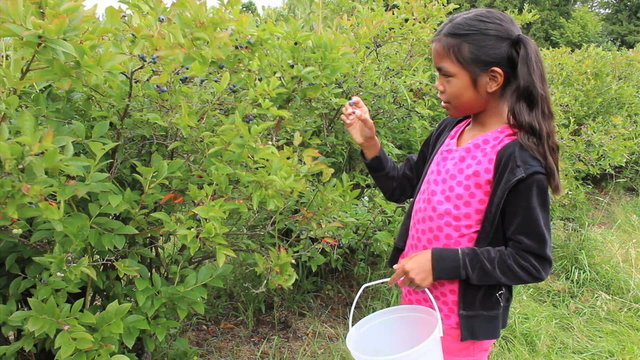 Asian Girl Picking Blueberries