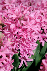 Obraz premium A purple hyacinth