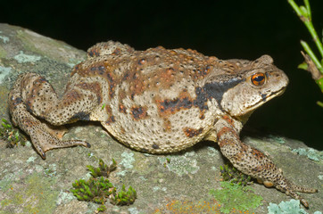 Toad (Bufo gargarizans) 33