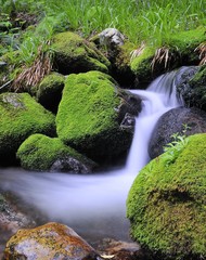 Riachuelo en Muniellos, Asturias.