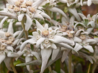 Edelweiss