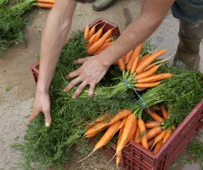 préparation de bottes de carottes - 34975237