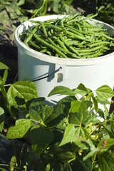 cueillette de haricots verts