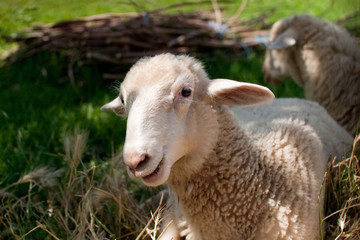 gray sheep in pasture shade during hot sunny day