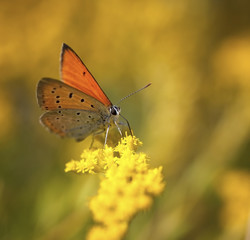 Butterfly on the yellow flower