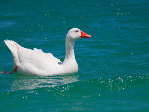 Wild white goose on blue water of pure lake - Powered by Adobe