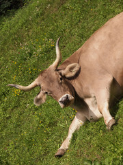 Ochse (Bovis)