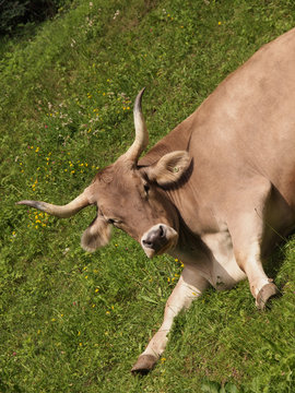 Ochse (Bovis)