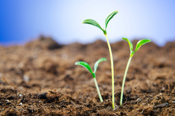 Green seedlings in new life concept