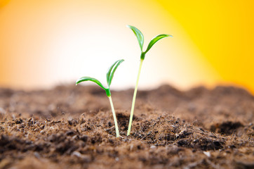 Green seedlings in new life concept