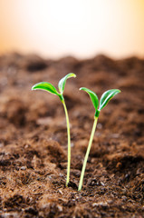 Green seedlings in new life concept