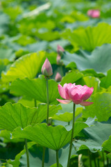 lotus pond scenery
