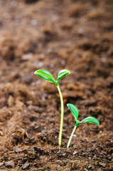 Green seedlings in new life concept