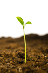 Green seedlings in new life concept