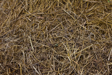 Close up straw texture