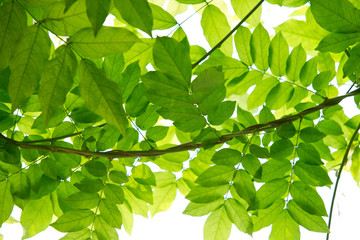 Fototapeta na wymiar Green leaves background, summer