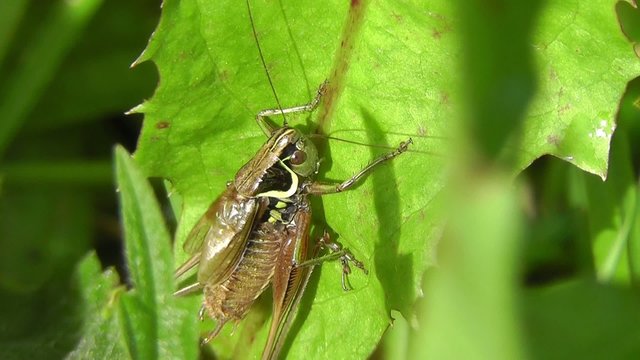Roesels Bei&szlig;schrecke - Metrioptera roeselii
