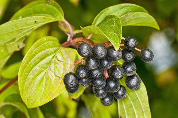 Hartriegel, Cornus sanguinea