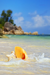 Shell on the ocean shore