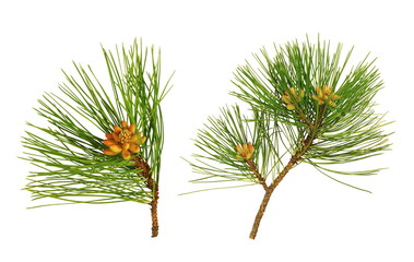 Rameaux de pin