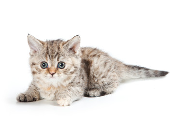 Selkirk Rex kitten on white