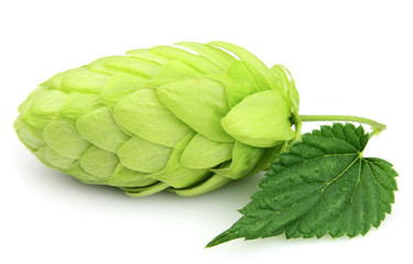 Hop close up