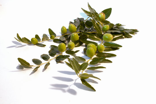 giuggiola verde