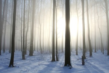 View of winter forest on a foggy December's morning