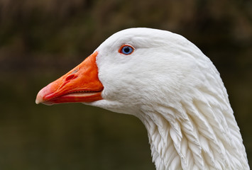 Portrait head of a goose.